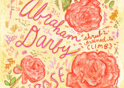 Flower - Rose Darby